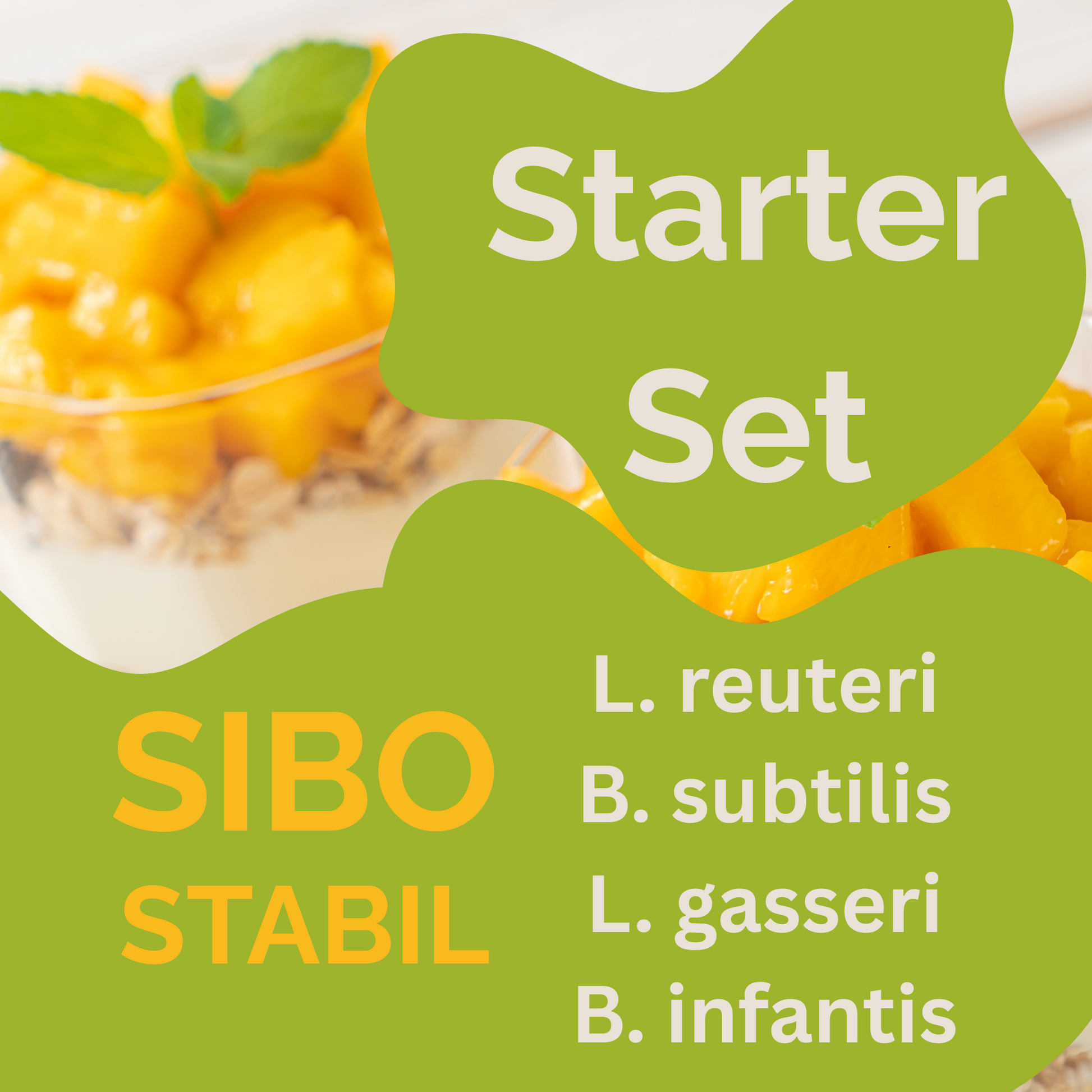 Starter Set "SIBO Stabil" | L. reuteri, L. gasseri, B. subtilis, B. infantis Yogurt